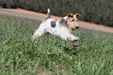 FOX TERRIER 193